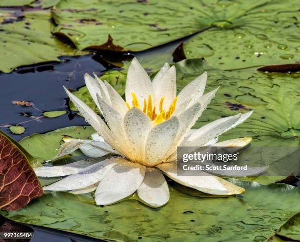 water lily at home 1 - sanford stock pictures, royalty-free photos & images