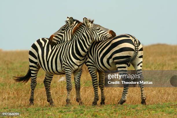 striped hug - theodore stock pictures, royalty-free photos & images