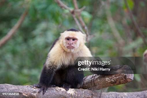 White faced monkey White faced monkey