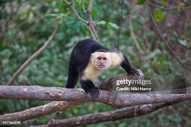 what are you looking at? - white throated capuchin monkey stockfoto's en -beelden