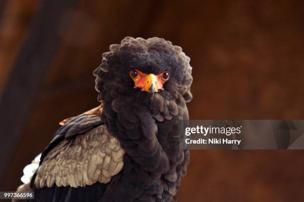 a bateleur bird of prey - bateleur eagle stockfoto's en -beelden