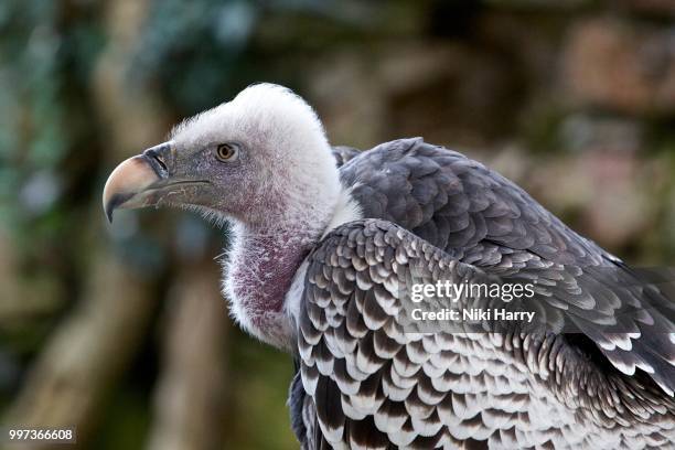 a cape vulture - cape vulture stock pictures, royalty-free photos & images