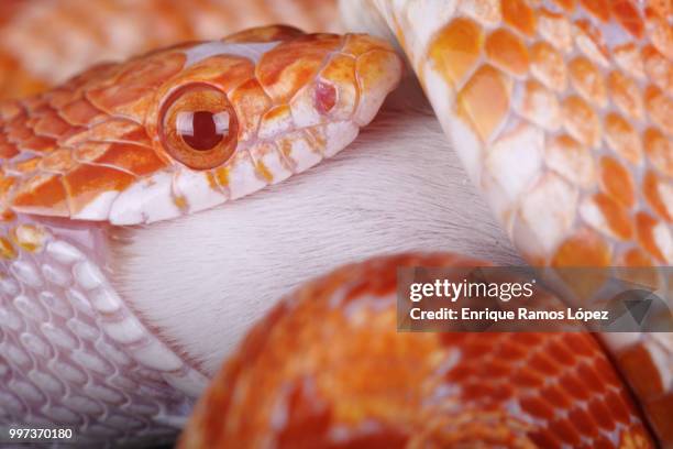 corn snake - corn snake stockfoto's en -beelden