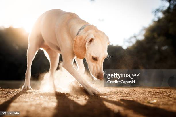 dog digging the ground - dirt hole stock pictures, royalty-free photos & images