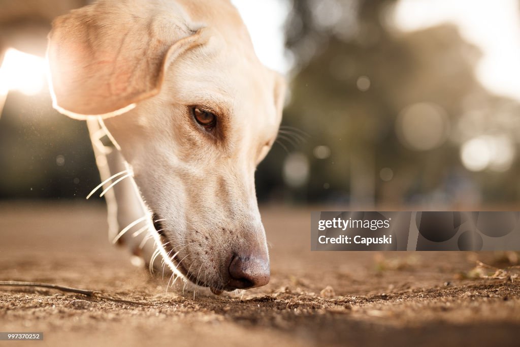 Honden ruiken naar beneden de grond close-up portret