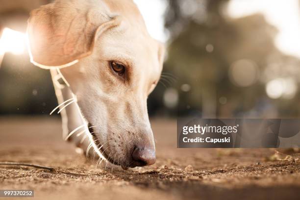 狗嗅到地面特寫肖像 - smelling 個照片及圖片檔