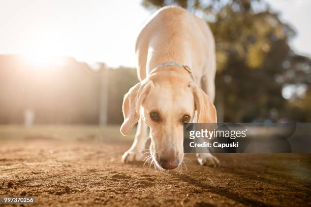 dog smelling down the ground - labrador retriever stock pictures, royalty-free photos & images