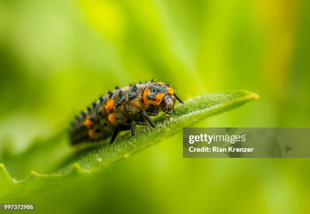 Infant Ladybug Baby Lady Bug Photos and Premium High Res Pictures - Getty Images