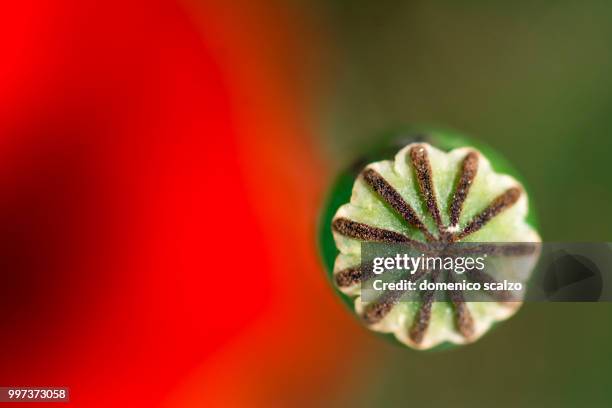 poppies - scalzo stockfoto's en -beelden