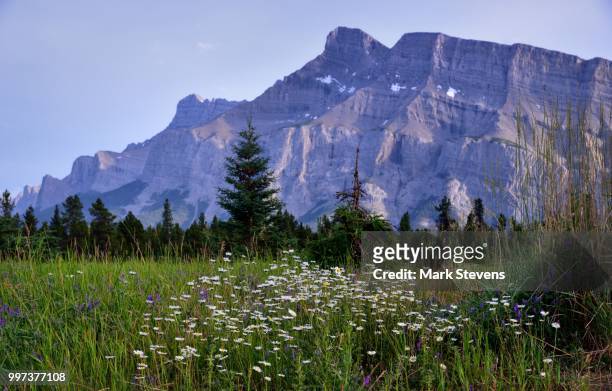 a patch of daisies and mount rundle - mark rundele stock pictures, royalty-free photos & images