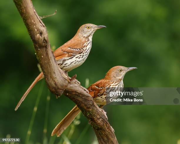 brown thrasher pair - sichelspötter stock-fotos und bilder