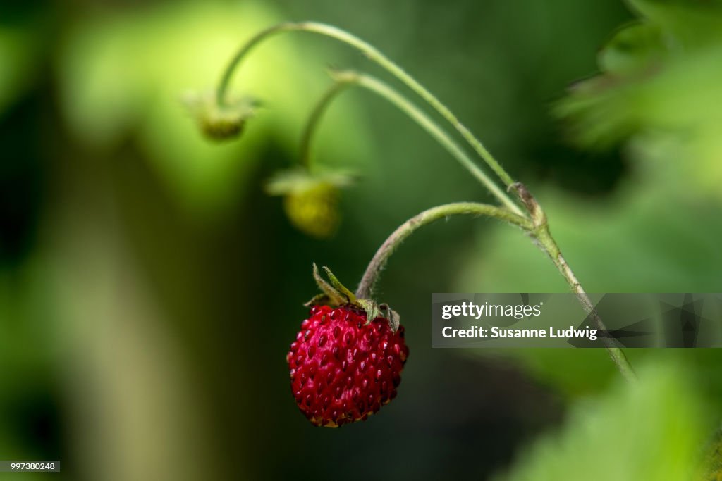 Wild strawberry