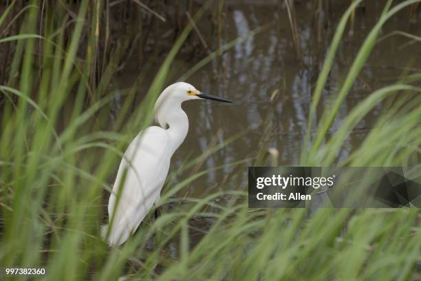 snowy egret - snowy egret stockfoto's en -beelden