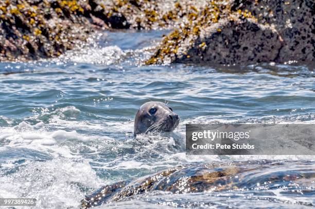 choppy water - stubbs stock pictures, royalty-free photos & images