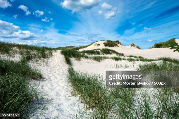 danish coast sand dunes - 500px stock pictures, royalty-free photos & images