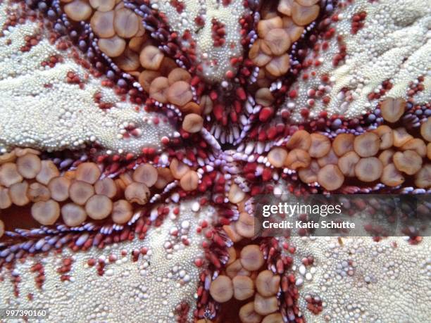 starfish - tube feet stock pictures, royalty-free photos & images