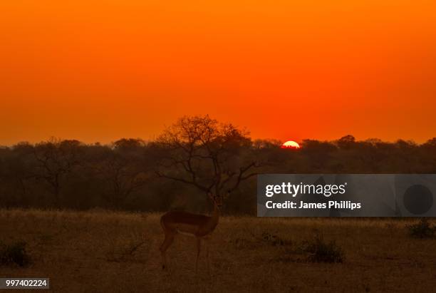 impala sunrise - springbok deer fotografías e imágenes de stock