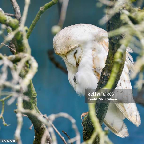 beautiful adult barn owl in old petrified tree - snowy egret stockfoto's en -beelden