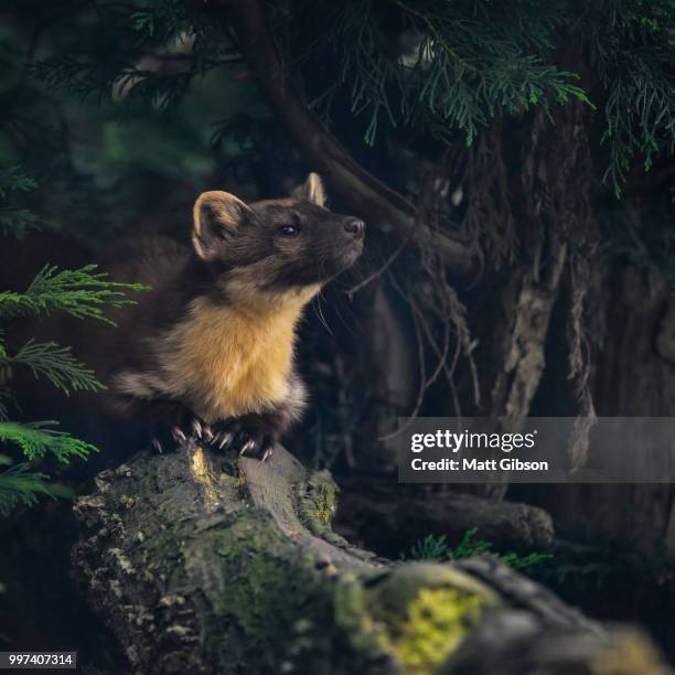 stunning pine martin martes martes on branch in tree - martes stock pictures, royalty-free photos & images