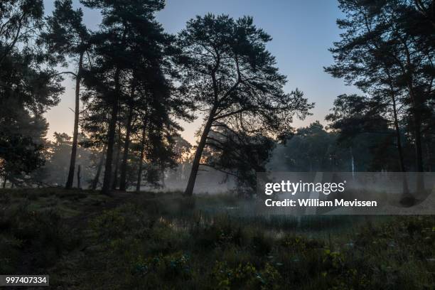 misty twilight ravenvennen - william mevissen fotografías e imágenes de stock