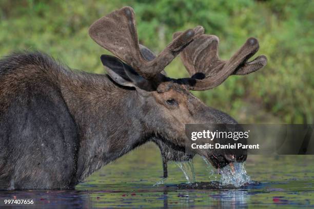 feeding moose close up... - daniel elk stock pictures, royalty-free photos & images