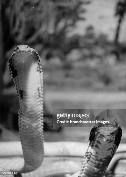 Cobras. The picture shows two cobras. Photograph. Around 1930. (Photo by Austrian Archives