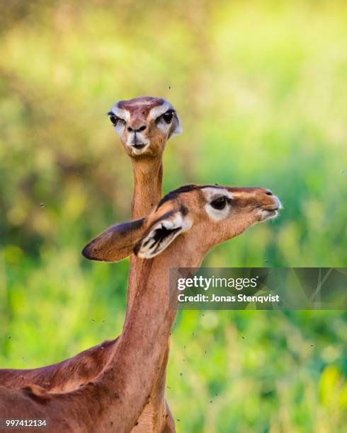 gerenuks! - greater kudu stock pictures, royalty-free photos & images