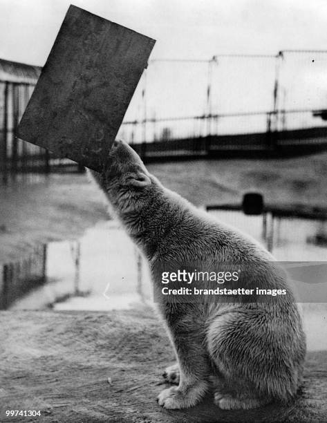 Bear Sam balancing a table which was given to him to play with at Whipsnade Wild Animal Park. Photograph. 1934. (Photo by Austrian Archives