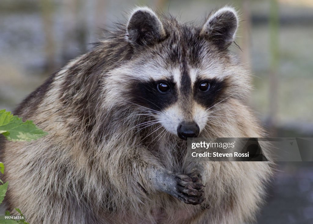 Photograph Raccoons Raccoon High-Res Stock Photo - Getty Images