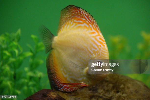pez amarillo - pez stock pictures, royalty-free photos & images
