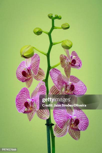 portrait of moth orchid - oliveira stock pictures, royalty-free photos & images