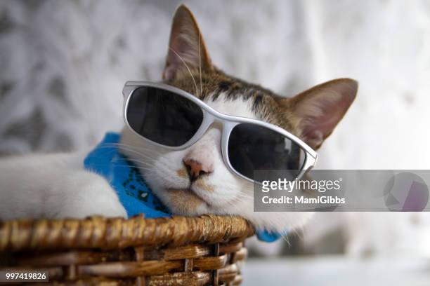cat is wearing sunglasses - mamigibbs imagens e fotografias de stock