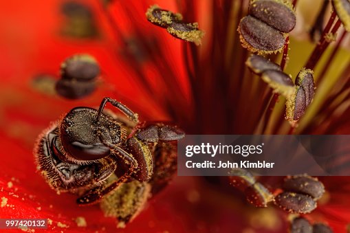 Sweat Bee Gathering Poppy Pollen Sweat Bee Gathering Poppy Pollen