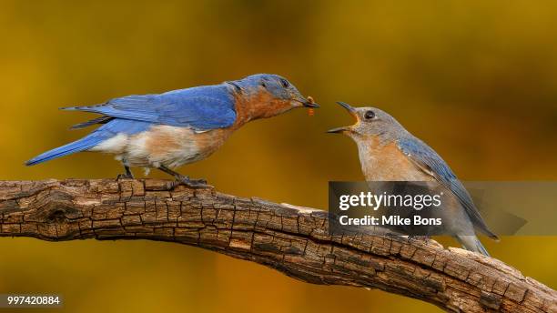 bluebird pair - eastern bluebird stock-fotos und bilder