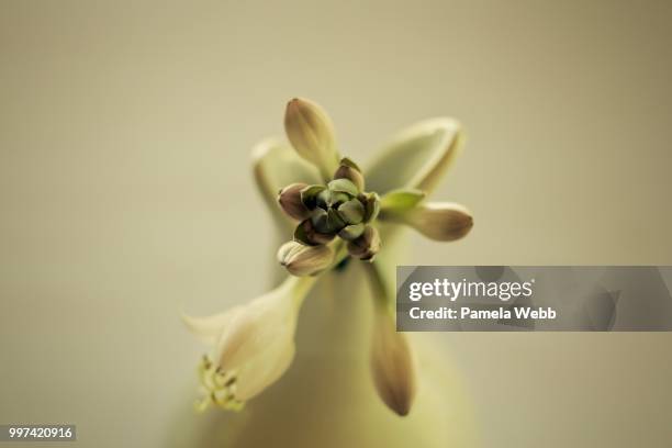 hosta bloom in bokeh - lamela stock pictures, royalty-free photos & images