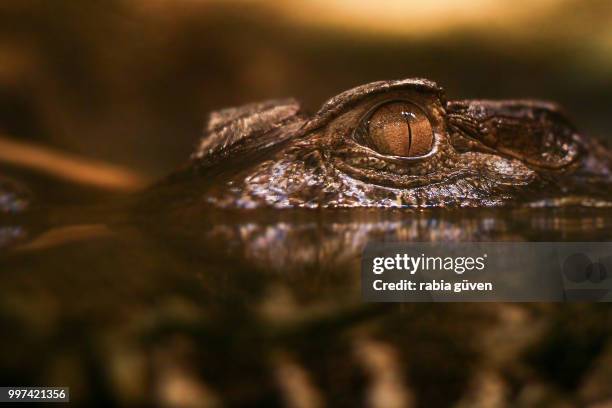 small wild crocodilia - rabia stock pictures, royalty-free photos & images