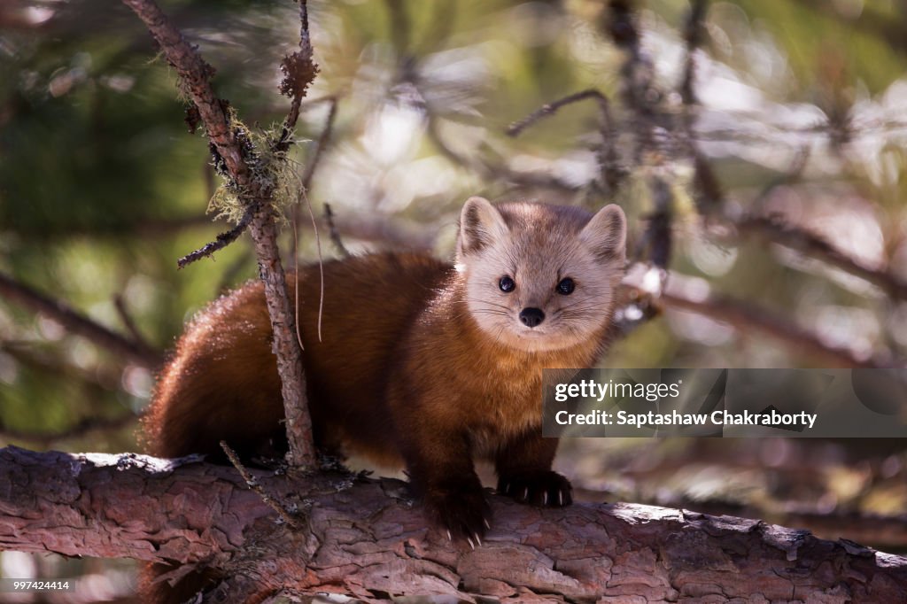 Pine Marten