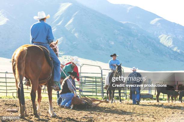 branding at sunrise utah cowboy cowgirl western outdoors and rodeo stampede roundup riding horses herding livestock - eyecrave stock pictures, royalty-free photos & images