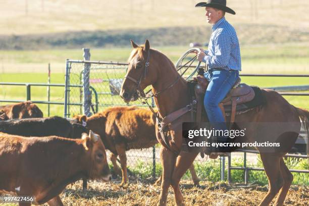 branding bei sonnenaufgang utah cowboy cowgirl western im freien und rodeo stampede roundup reitpferde vieh hüten - eyecrave stock-fotos und bilder