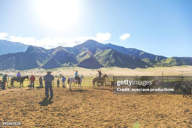 branding bei sonnenaufgang utah cowboy cowgirl western im freien und rodeo stampede roundup reitpferde vieh hüten - eyecrave stock-fotos und bilder