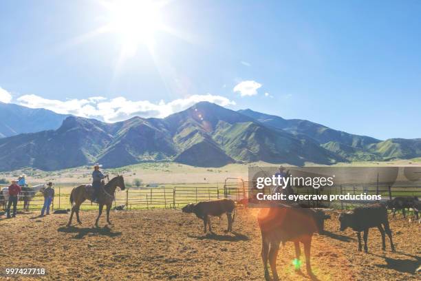branding at sunrise utah cowboy cowgirl western outdoors and rodeo stampede roundup riding horses herding livestock - eyecrave stock pictures, royalty-free photos & images