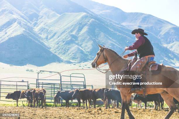 image de marque à sunrise utah cowboy cowgirl western en plein air et rodéo stampede roundup troupeaux à cheval - eyecrave photos et images de collection