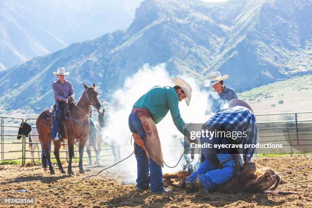 branding at sunrise utah cowboy cowgirl western outdoors and rodeo stampede roundup riding horses herding livestock - eyecrave stock pictures, royalty-free photos & images