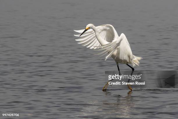 snowy egret - snowy egret stockfoto's en -beelden