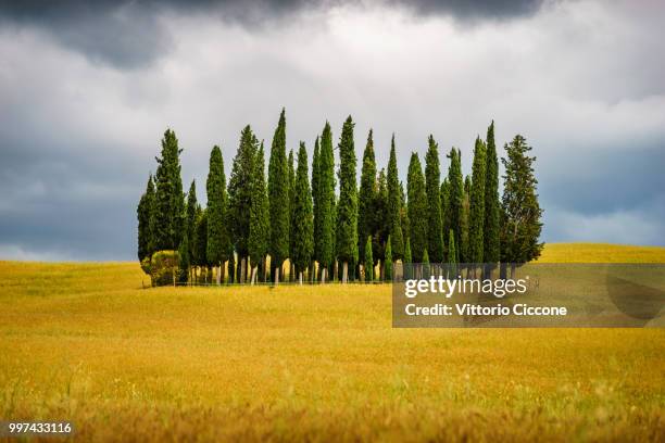 cipressi - ciccione stock pictures, royalty-free photos & images