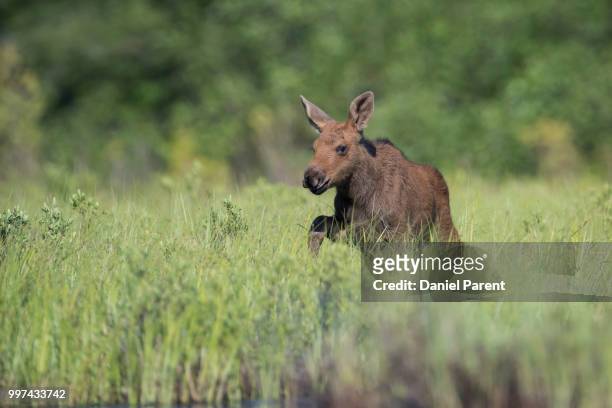 a little moose... - daniel elk stock pictures, royalty-free photos & images