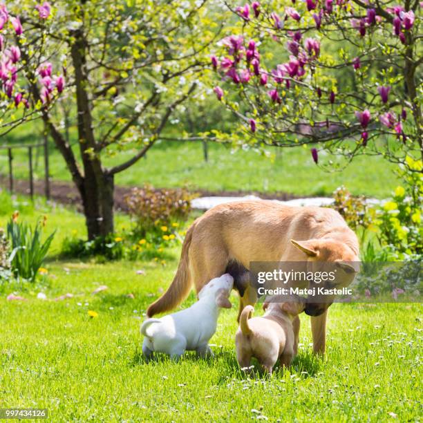 mixed-breed cute little dog family. - mixed farming stock-fotos und bilder