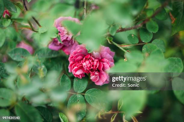 Wild Small Roses 480 Where The Wild Roses Grow Stock Photos, High-Res Pictures, and ...