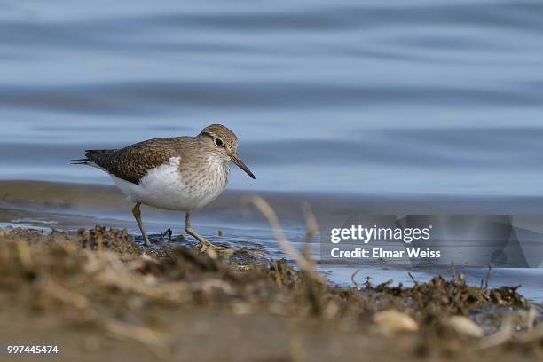 common sandpiper - dunlin bird stock pictures, royalty-free photos & images