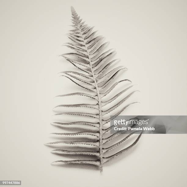 fern - lamela stock pictures, royalty-free photos & images